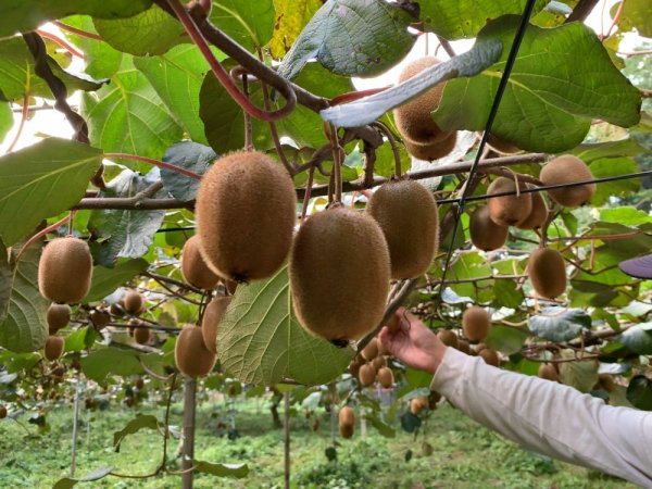 画像3: 【送料込み】キウイフルーツセット2kg入り（20玉前後） (3)