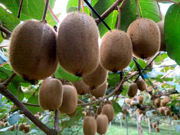 画像5: 【送料込み】キウイフルーツセット2kg入り（20玉前後） (5)