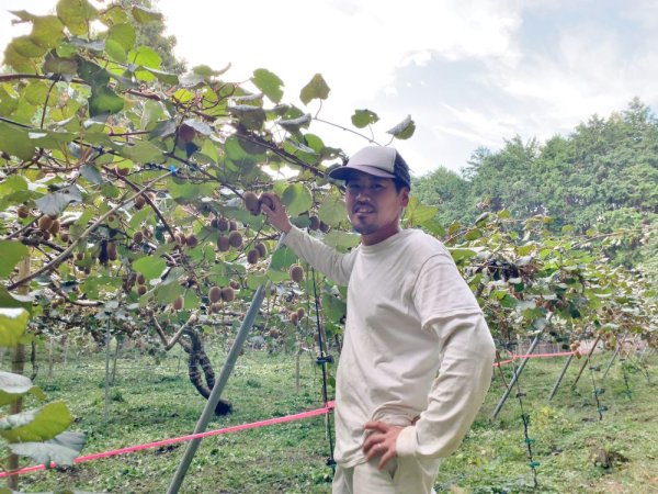 画像6: 【送料込み】キウイフルーツセット2kg入り（20玉前後） (6)