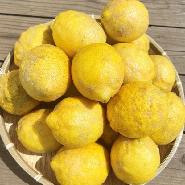画像1: 【期間限定、送料込み】南伊豆産わけありレモン3kg入り (1)