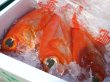 画像2: 【お中元】地金目鯛と干物4種セット　5,800円(送料、税込)　 (2)