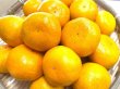 画像1: 【期間限定・送料込】季節の温州みかん10kg箱 (1)