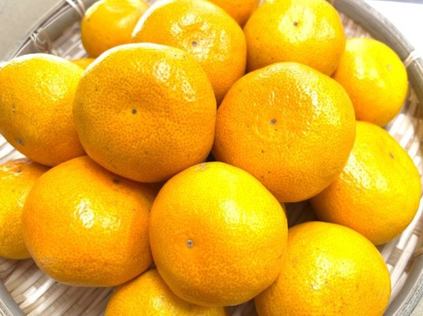 画像1: 【期間限定・送料込】季節の温州みかん10kg箱 (1)