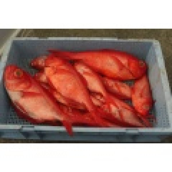 画像4: 【お歳暮】地金目鯛と干物4種セット　5,800円(送料、税込) (4)