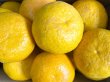 画像1: 【送料込み】 化学肥料不使用　甘夏　8kg (1)