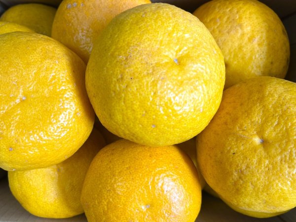 画像1: 【送料込み】 化学肥料不使用　甘夏　8kg (1)