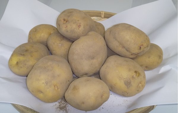 画像1: 【今が旬】ジャガイモ（きたあかり） 1.5kg (送料込み) (1)