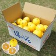 画像1: 【期間限定送料込み】ニューサマーオレンジ5ｋｇ箱 (1)