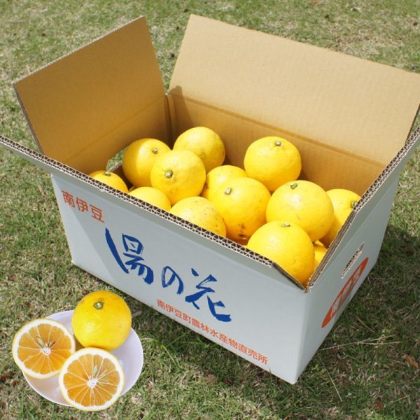 画像1: 【期間限定送料込み】ニューサマーオレンジ5ｋｇ箱 (1)